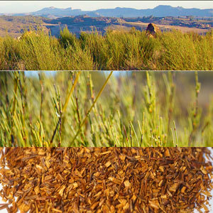 Rooibos-Tri-Image-About-carmien.jpg
